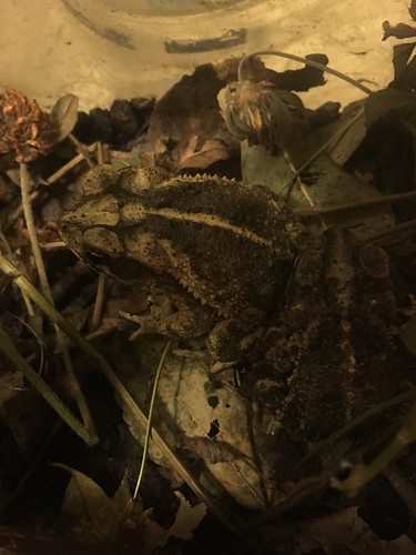 animalwonders amphibian gulfcoasttoad toad inciliusvalliceps