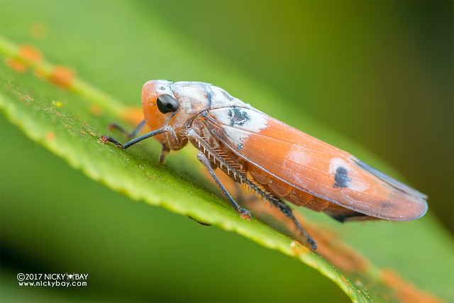 Leafhopper (Cicadellidae) - DSC_7081