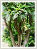 Artocarpus altilis (Breadfruit, Buah Sukun in Malay