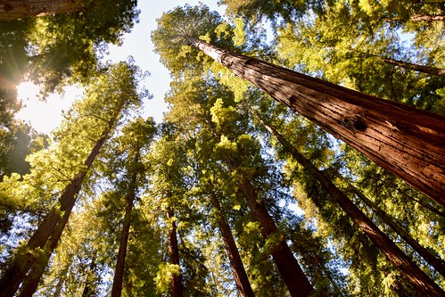 vacation california redwoods trees nature landscape outdoors adventure explore majestic amazement stunning breathtaking awe up sky mendocino hendywoods