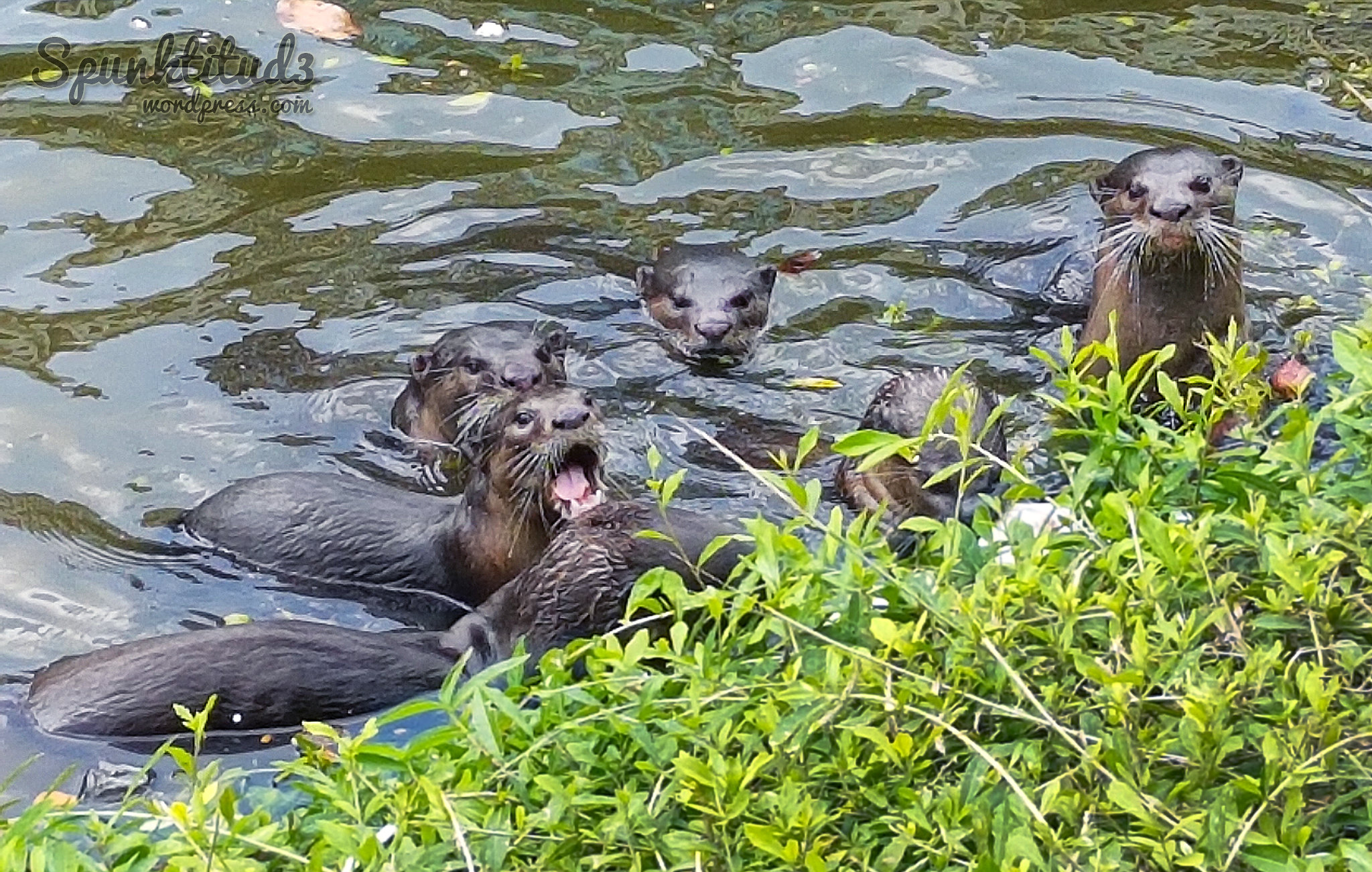 Otters Feeding