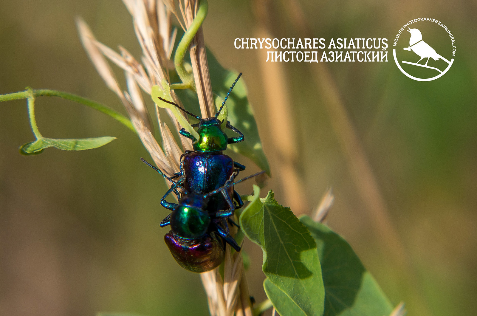 Chrysochares asiaticus // 20170721