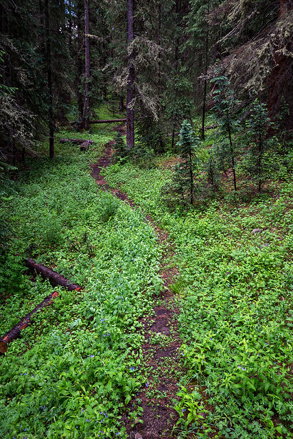 Green-Lined Trail