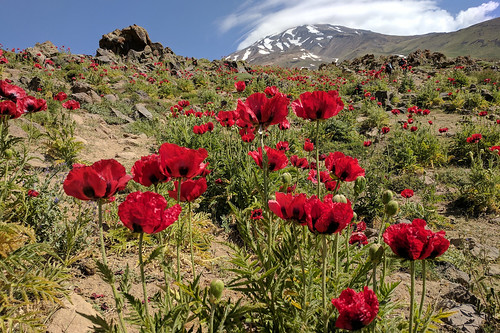 iran outdoor mountain trekking trail hiking volcano flower google pixel xl landscape