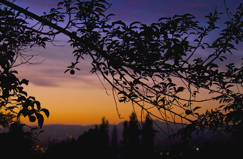 2015 balconygarden longexposure plumtree sisters sunset