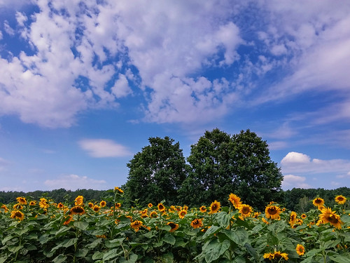 nature landscape sky clouds trees summer sunflowers countryside agriculture