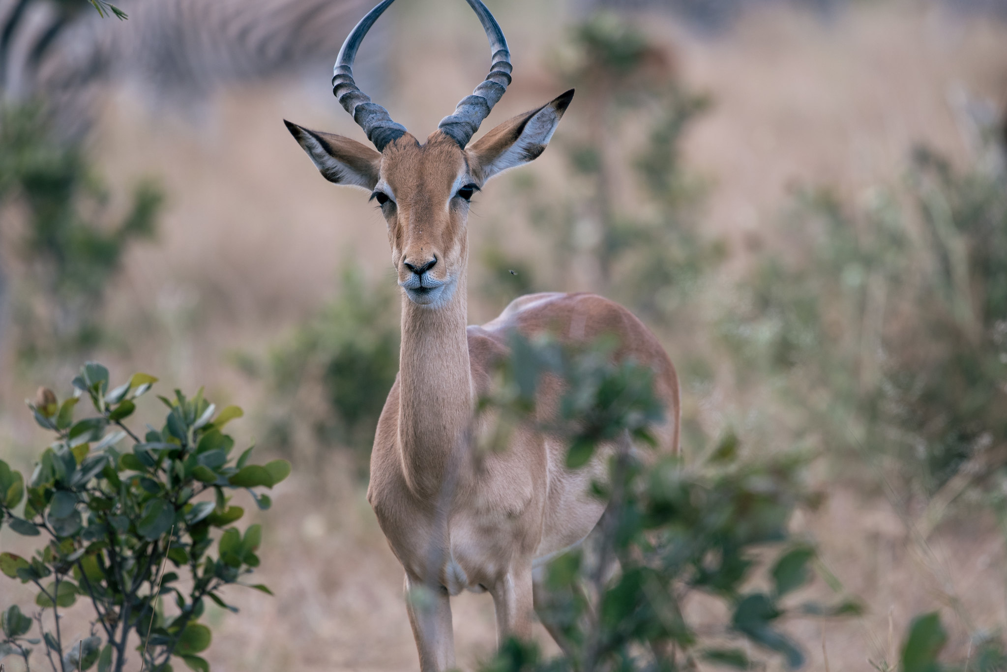Munching impala
