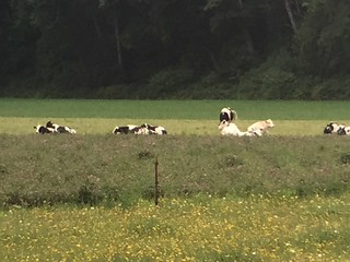 Cows seen from train