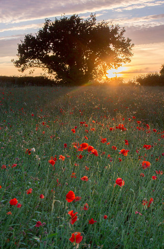 shepshed leicestershire poppies backlighting sunset sundown dusk field east midlands england uk europe flora rural tree landscape countryside canon dslr 600 julian barker
