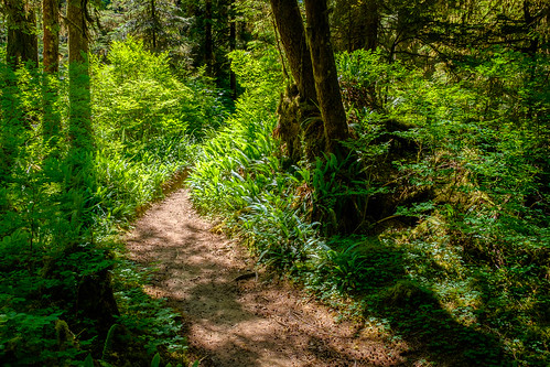 boulderriverwilderness arlington washington unitedstates us wilderness trail oldgrowthforest hiking trinterphotos richtrinter landscape