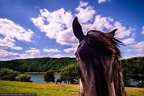 animal animals equestrian equine forest horse horses lake landforms landscape landscapes mammals pond tree wildlife ënsber distriktdikrech luxembourg lu