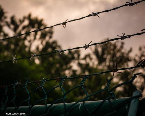 barbedwire fence fencing dawn sunrise