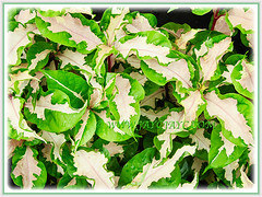 Beautiful mid-green and cream-centered leaves of Graptophyllum pictum 'Aurea Variegata' (Caricature Plant, Jamaican Croton), 3 Nov 2013
