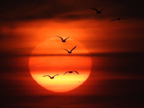 sunset oregon bay state park parks seabirds seagulls birds pnw pacific northwest