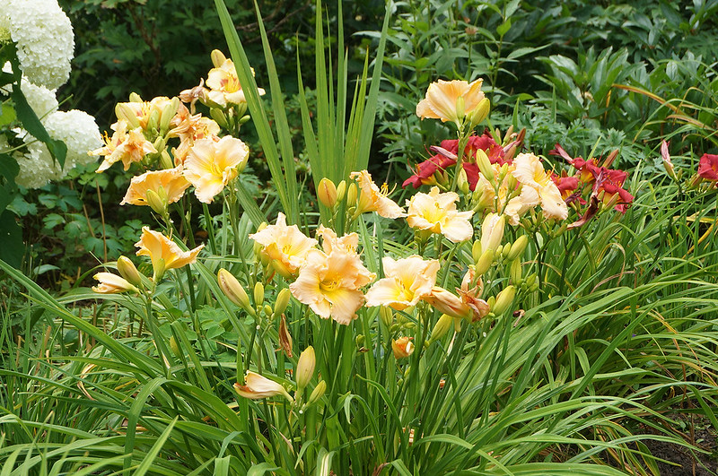 garden latejuly daylily01