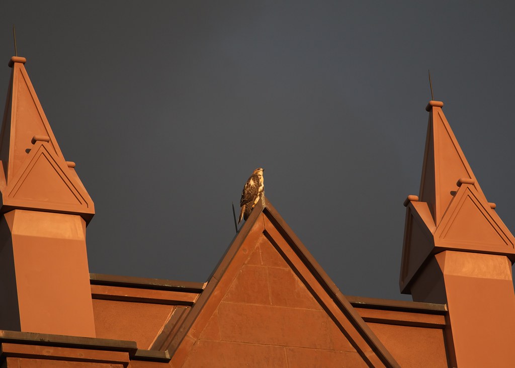 Tompkins fledgling #1 atop St Brigid's