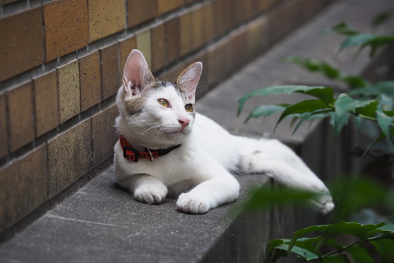東池袋中央公園の猫。春生まれの白キジブチ。