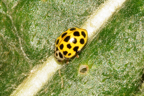 22-spot ladybird (Psyllobora 22-punctata)