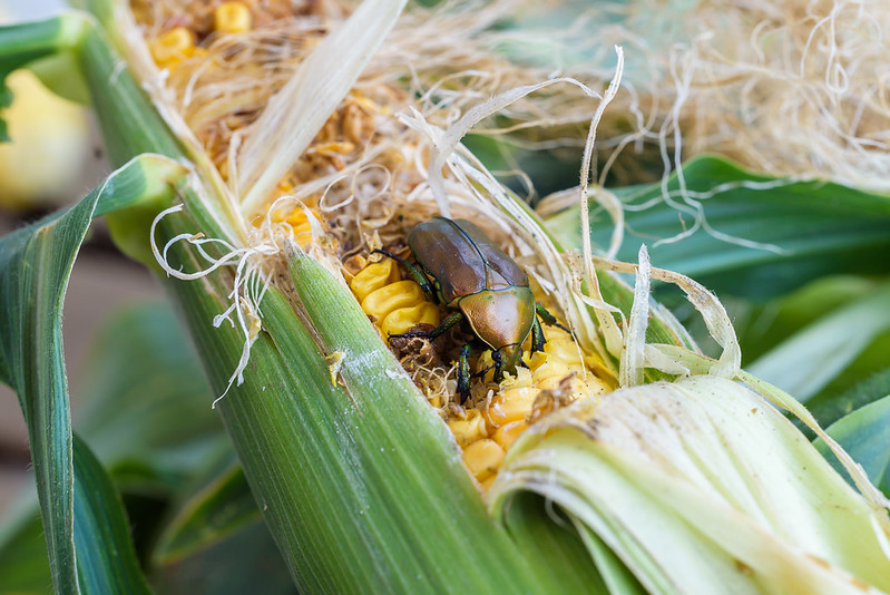Scarlet beetle eating corn