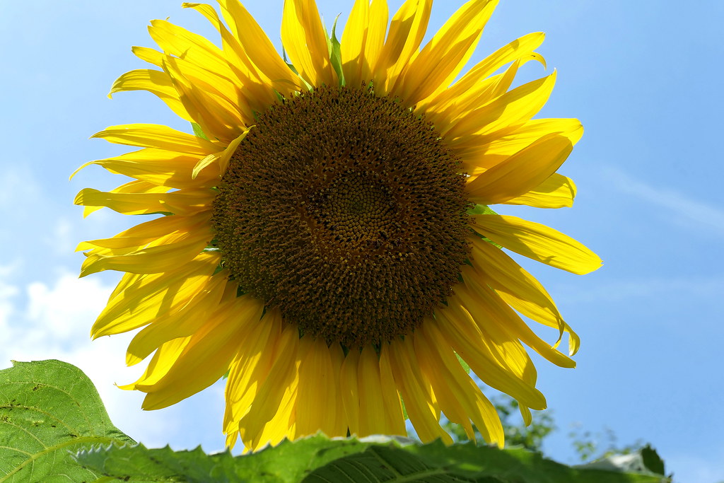 Sunflowers (ヒマワリ)