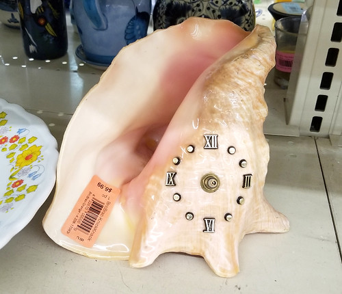 conch shell clock