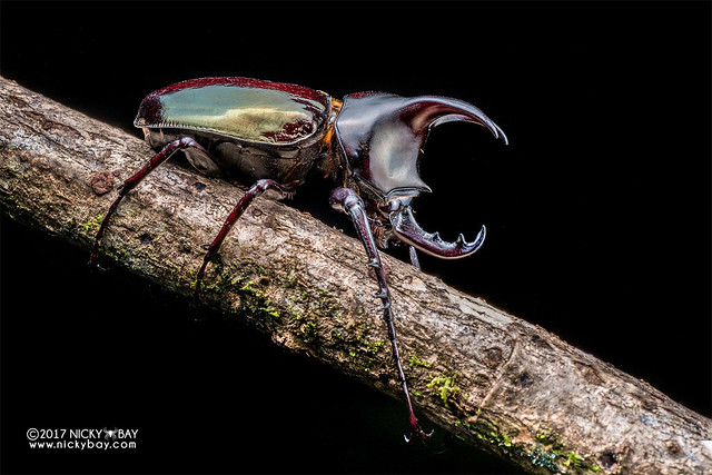 Rhino beetle (Chalcosoma moellenkampi) - DSC_7066