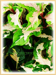 Gorgeous variegated foliage of Graptophyllum pictum 'Aurea Variegata' (Caricature Plant, Jamaican Croton), 3 Nov 2013