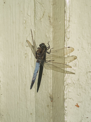 dragonfly finland libellula soumi summercottage chaser holiday phonecamera phonegraphy summerhouse pyhtää kymenlaakso sonya6000