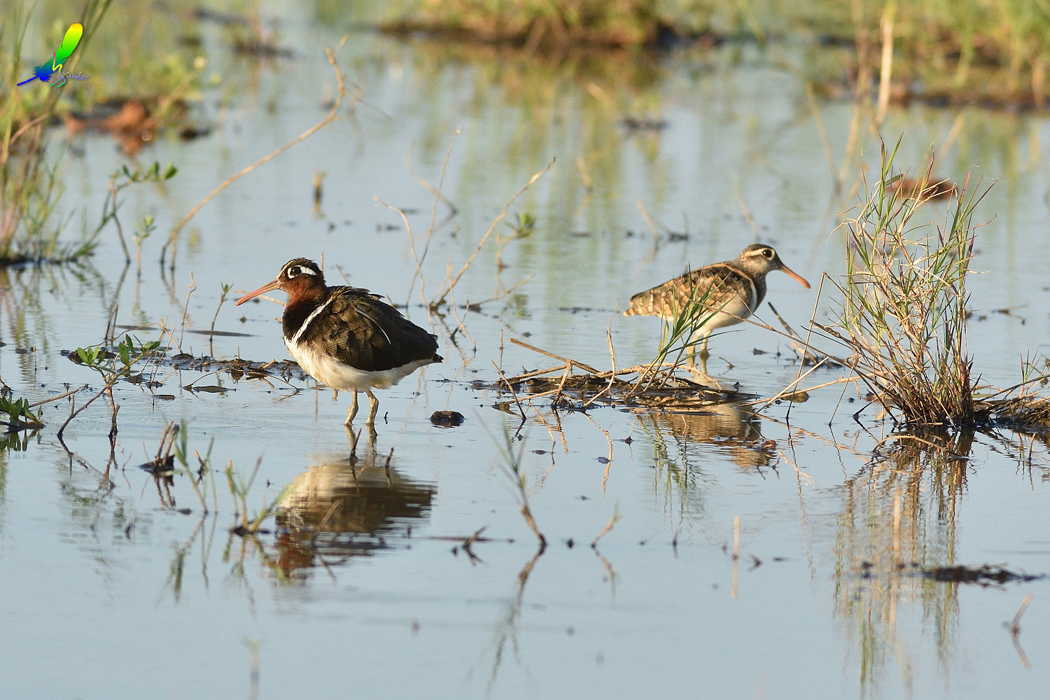 Painted_Snipe_0241