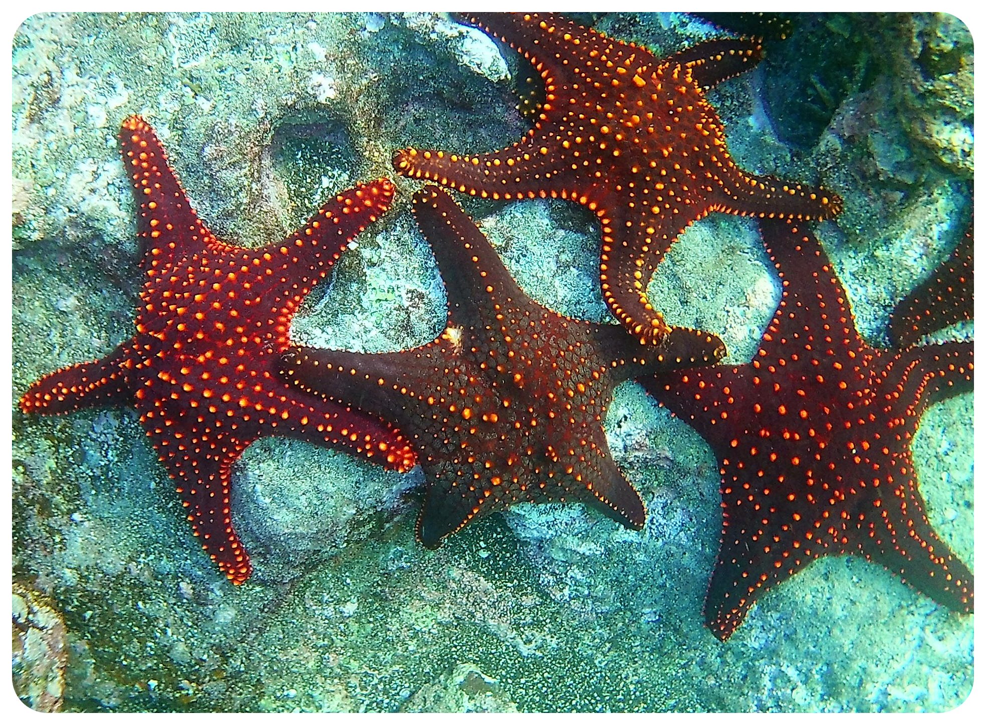 galapagos sea stars
