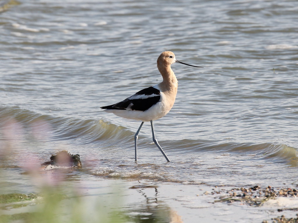Photograph titled 'American Avocet'