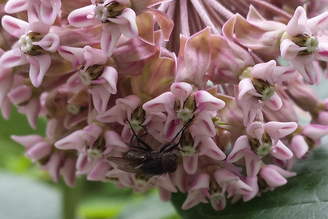 fly with its front two legs trapped in one flower and at least one back leg trapped in another