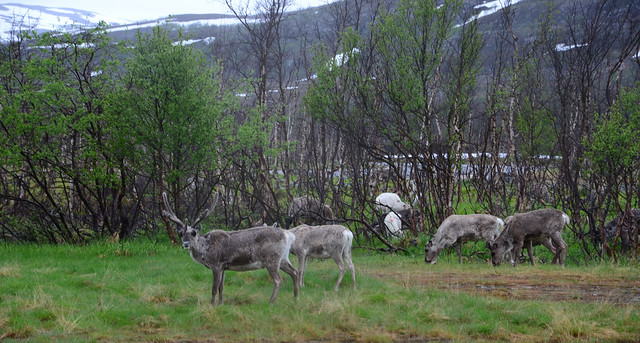 reindeer 3