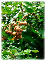 Dimocarpus longan (Longan, Lungan, Dragon's Eye, Mata Kuching in Malay), a flavourful and very sweet edible fruit, 11 Oct 2009