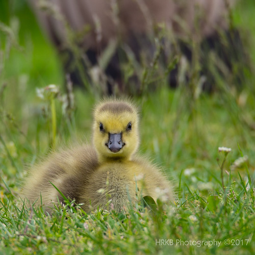 Canada Goose Greenlake 052017