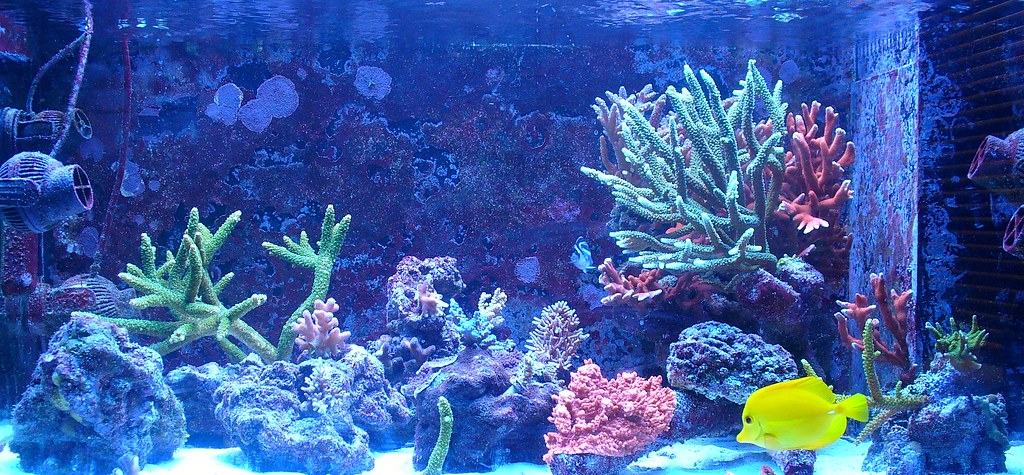 left and right corner overflows 6/" x 5/" x 23.5/" reef aquarium surface skimmer