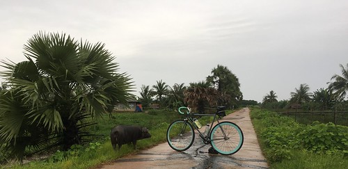 myanmar burma bicycle cycling yangonregion yangon rangoon southerndistrict kawhmutownship kawhmu yaekyaw pig swine hog surly steamroller kyonhpar