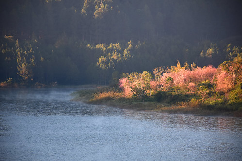 lake sakuravn fog trees pine dawn