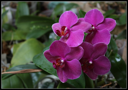 orchidées - floraisons du moment 2017 - Page 2 35847173811_0028f4fd78