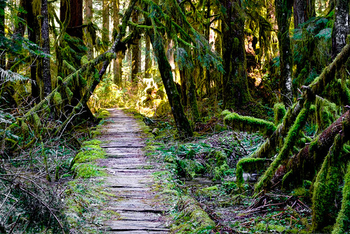 carbonriver mountrainier trail naturetrail oldgrowthforest hiking nationalpark boardwalk rainforest trinterphotos richtrinter landscape washingtonstate