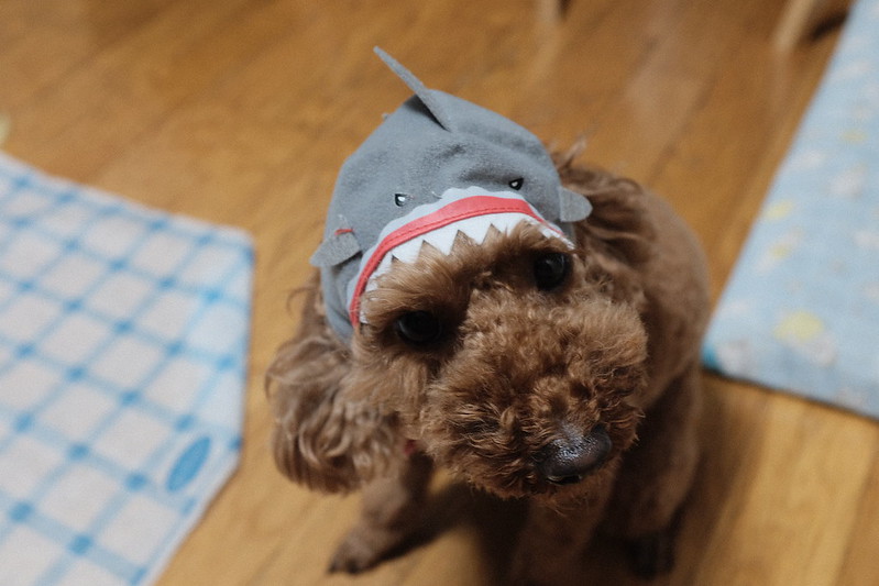 うちの小春さん。サメに喰われた犬。