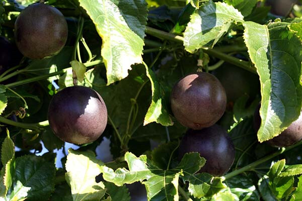 purple passion fruit varieties