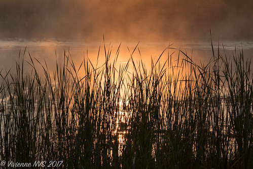 halfdayforestpreserve halfdaypond illinois lakecounty lakecountyforestpreserves mist pond preserves sunrise