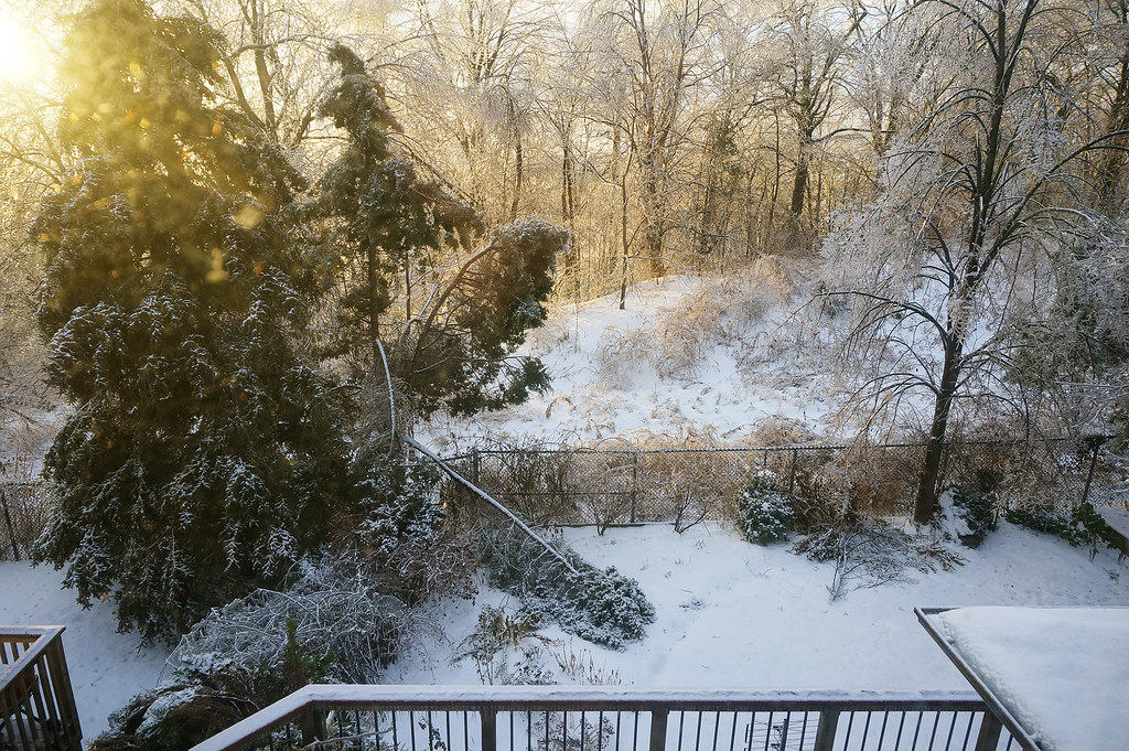 backyard 2014 winter03