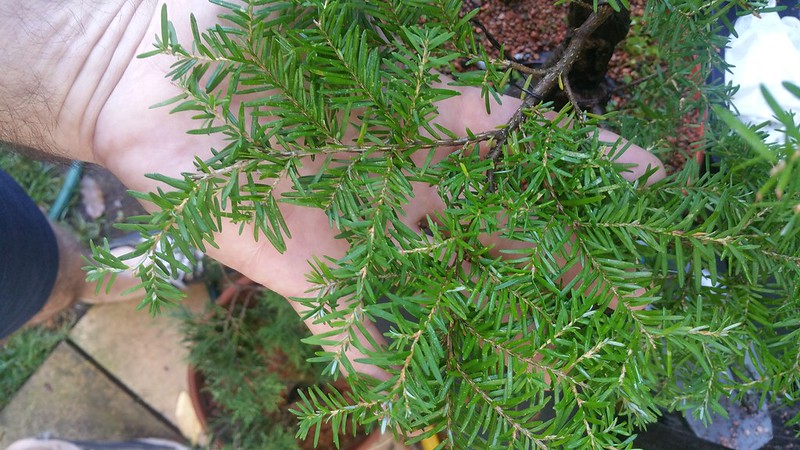 Tsuga, hemlock or "extending growth," type, clip and grow strategies? 36934996555_089a27d279_c