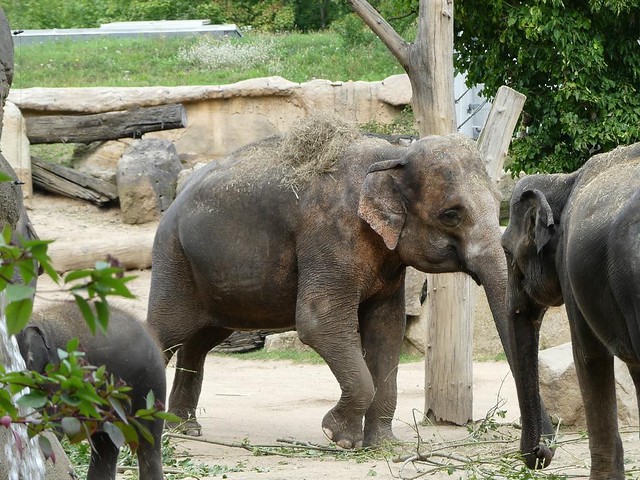 Elefanten, Zoo Prag