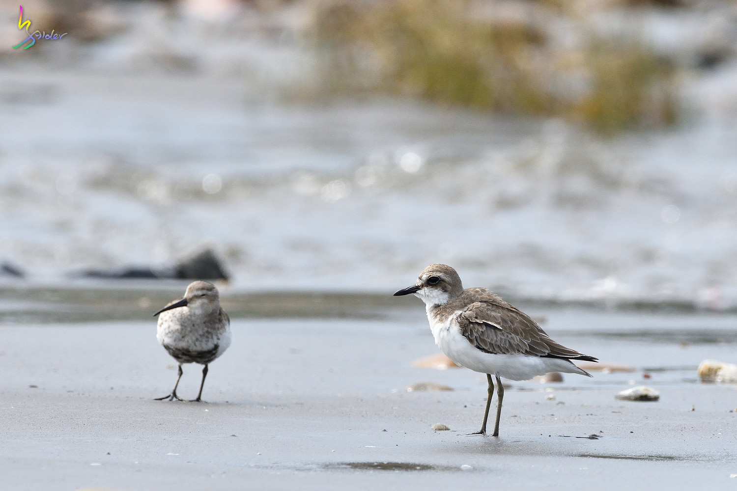 Greater_Sand_Plover_6557