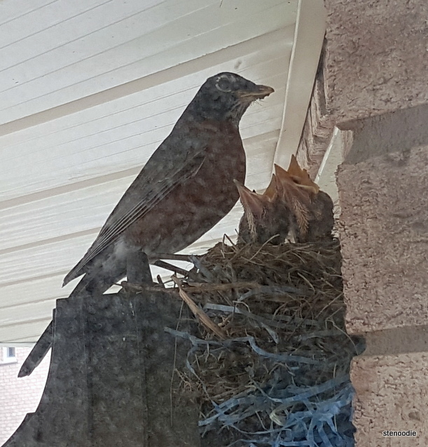  bird nest with babies