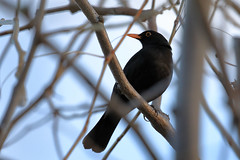 Common blackbird