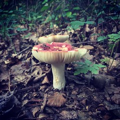 Un air d-automne... En juillet!! 🍂🍄🍁 #automn #automne #mushrooms #redmushroom #nature #walk #leaves #flora #plants #wood #forest #forestporn #mushroomporn #mushroomlover - Photo of Maureville